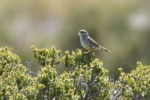 Western Fieldwren