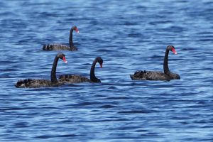 Black Swans