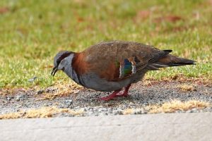 Brush Bronzewing