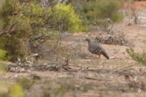 Malleefowl
