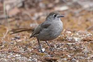 Southern Scrub-robin