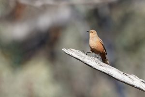 Rufous Treecreeper