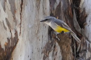 Western Yellow Robin