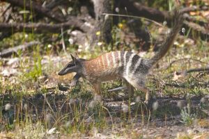 Numbat!