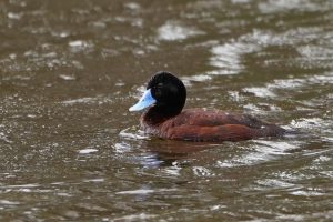 Blue-billed Duck