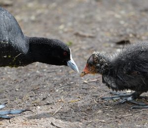 Eurasian Coot