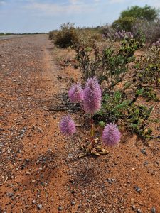 Flowers even in the driest conditions
