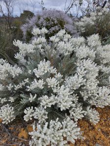 Flowers, Kalbarri NP