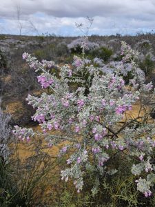 Similar to Texas Ranger (!), Kalbarri NP