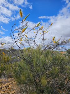 Form of banksia, Kalbarri NP