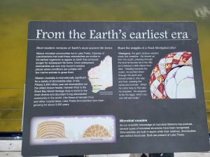 Stromatolite site, Lake Thetis