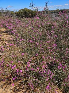 Stirling Range NP