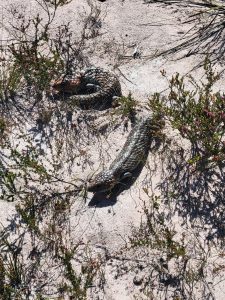 Shingleback lizard