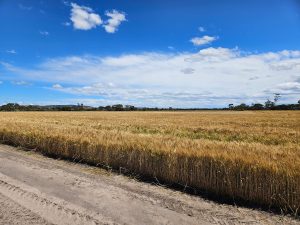 Wheat (across from Bob's Lake)
