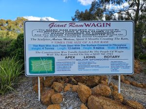 The giant ram of Wagin, explained