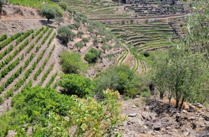 Quinta do Jalloto, Douro day trip