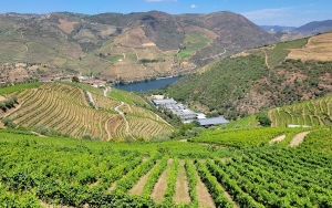 Quinta de Santa Eufémia, Douro day trip