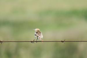 Wing-snapping Cisticola
