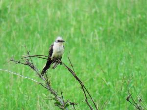 Greater Spotted Cuckoo