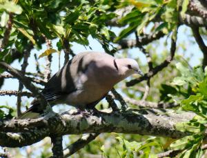 Red-eyed Dove