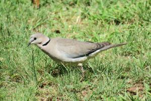 Ring-necked Dove
