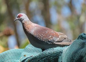 Speckled Pigeon/Dove