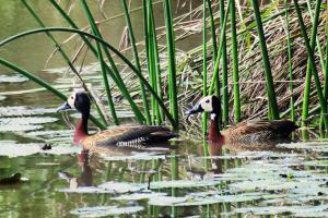 White-faced Whistling Duck