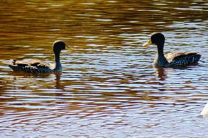 Yellow-billed Duck