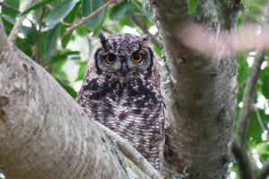 Spotted Eagle-Owl