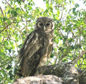 Verreaux's Eagle-Owl