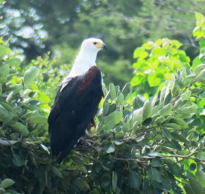 African Fish Eagle