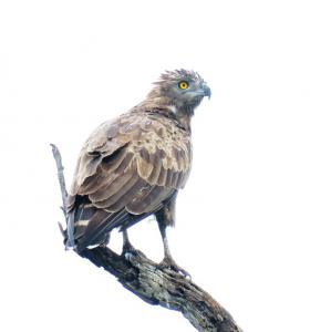 Brown Snake Eagle