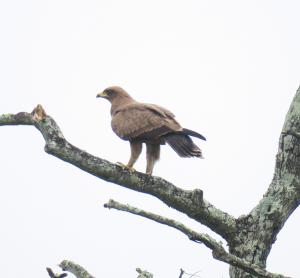 Lesser Spotted Eagle