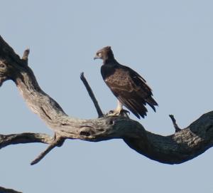 Martial Eagle