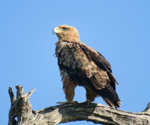 Tawny Eagle
