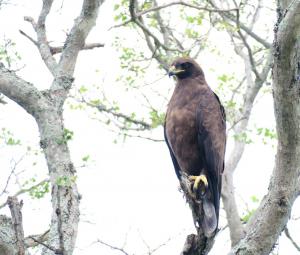 Wahlberg's Eagle