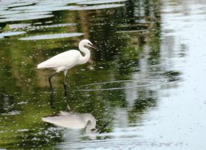 Little Egret