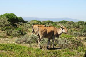Eland