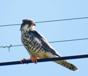 Amur Falcon