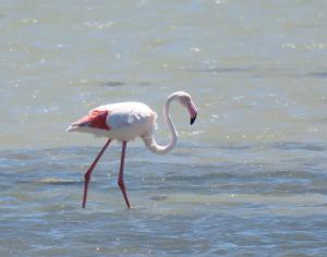 Greater Flamingo