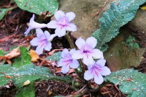 Streptocarpus