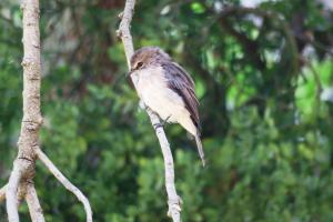 African Dusky Flycatcher