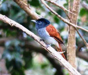 African Paradise Flycatcher