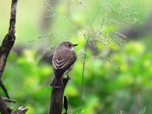 Spotted Flycatcher