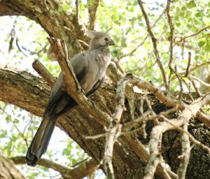 Grey Go-away-bird