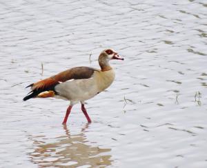 Egyptian Goose