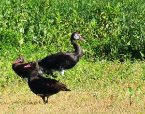 Spur-wing Goose