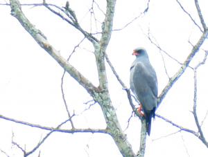 Dark Chanting Goshawk