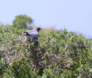 Pale Chanting Goshawk