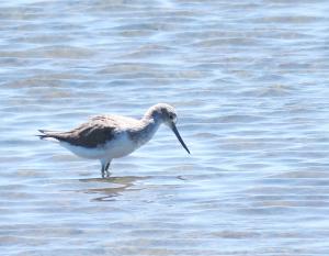 Common Greenshank